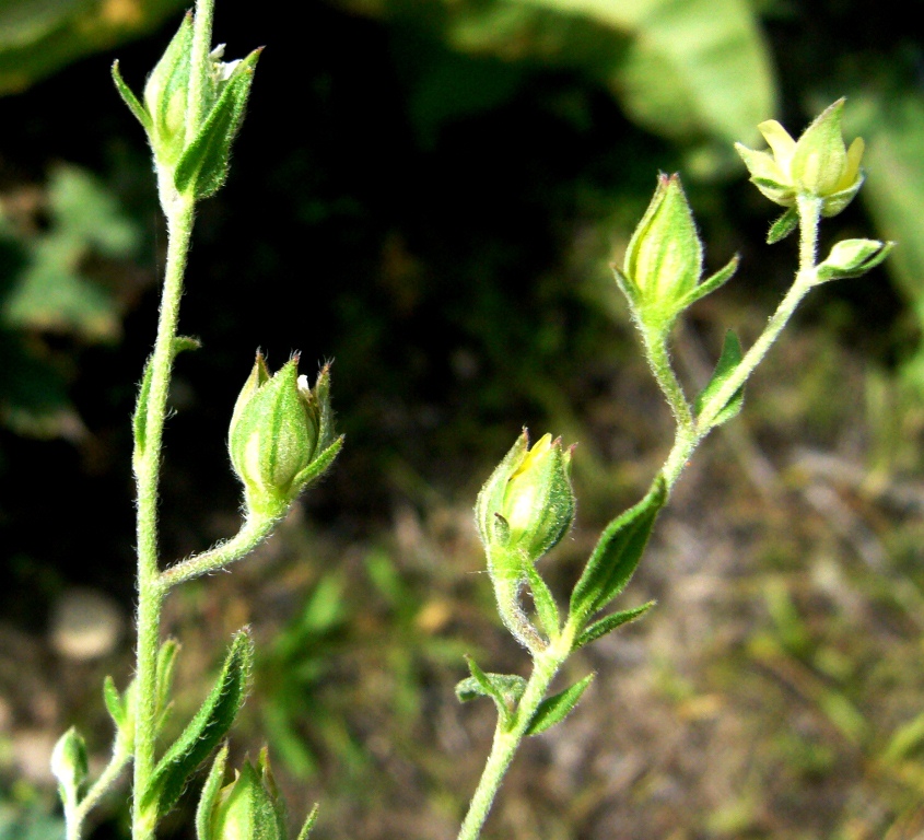 Image of Helianthemum ledifolium specimen.