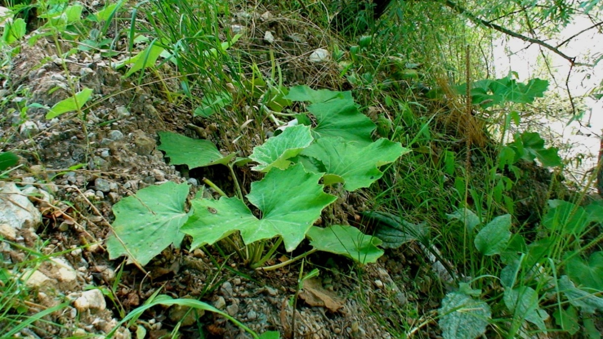 Image of Tussilago farfara specimen.