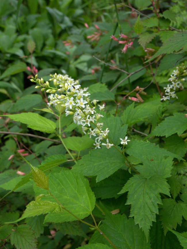 Изображение особи Neillia uekii.