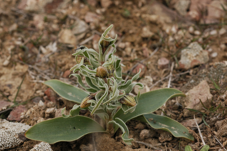 Image of Rhinopetalum karelinii specimen.