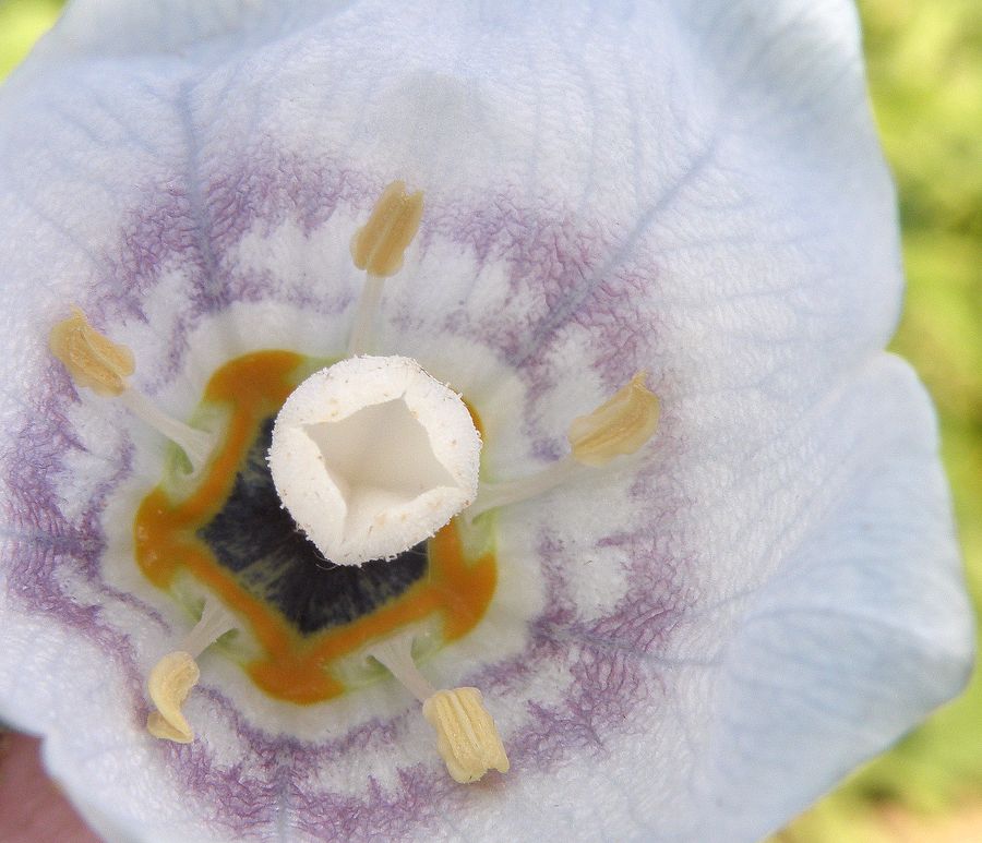 Изображение особи Codonopsis clematidea.