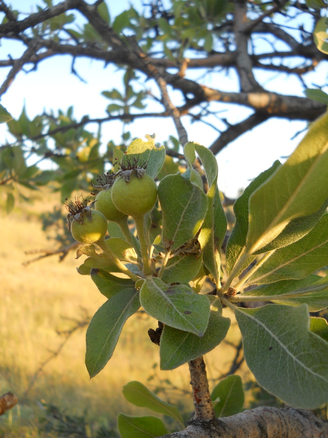 Image of Pyrus elaeagrifolia specimen.