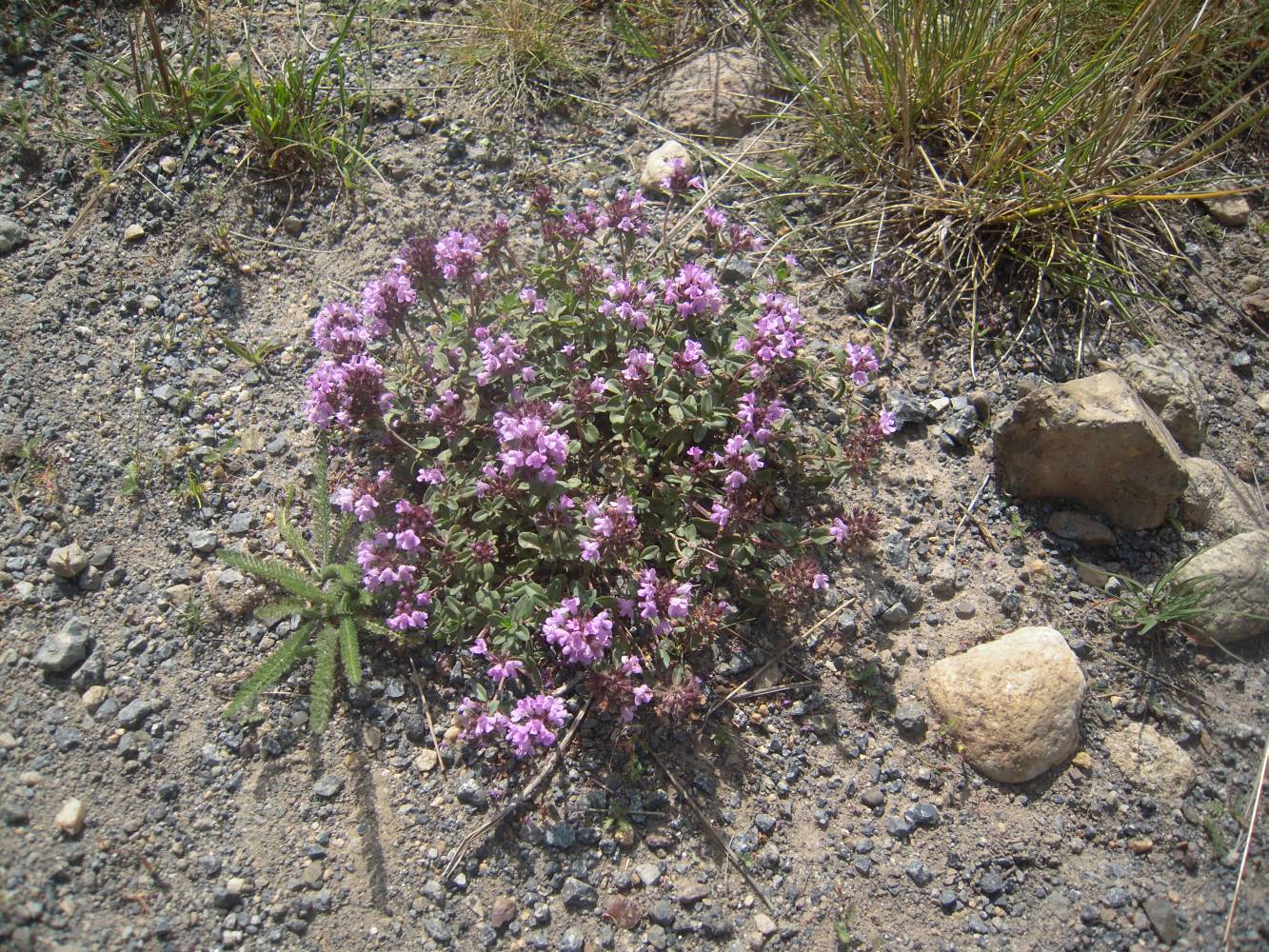 Image of Thymus pseudopulegioides specimen.