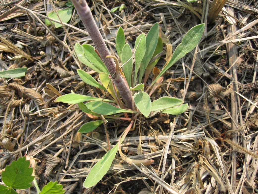 Image of Silene multiflora specimen.