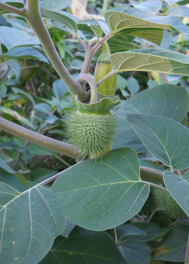 Image of Datura innoxia specimen.