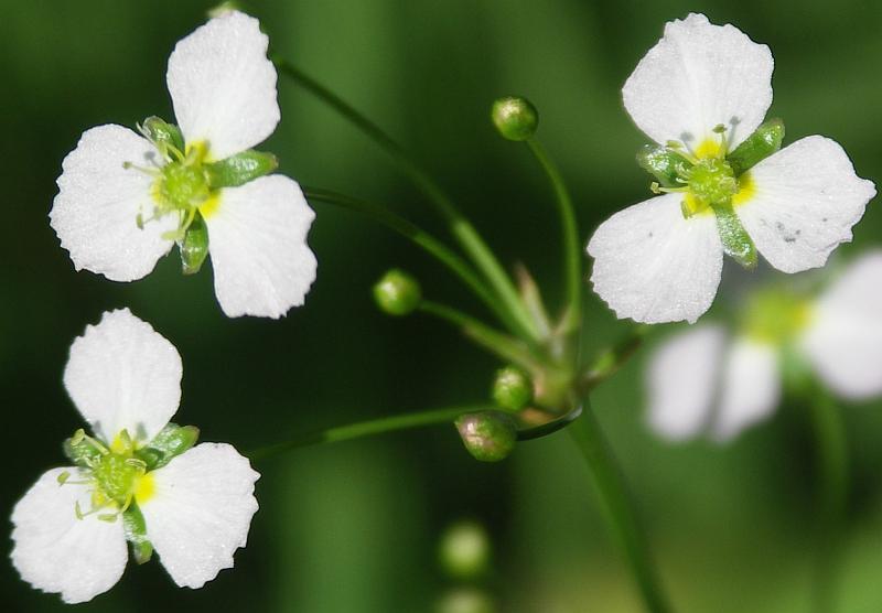 Image of Alisma plantago-aquatica specimen.