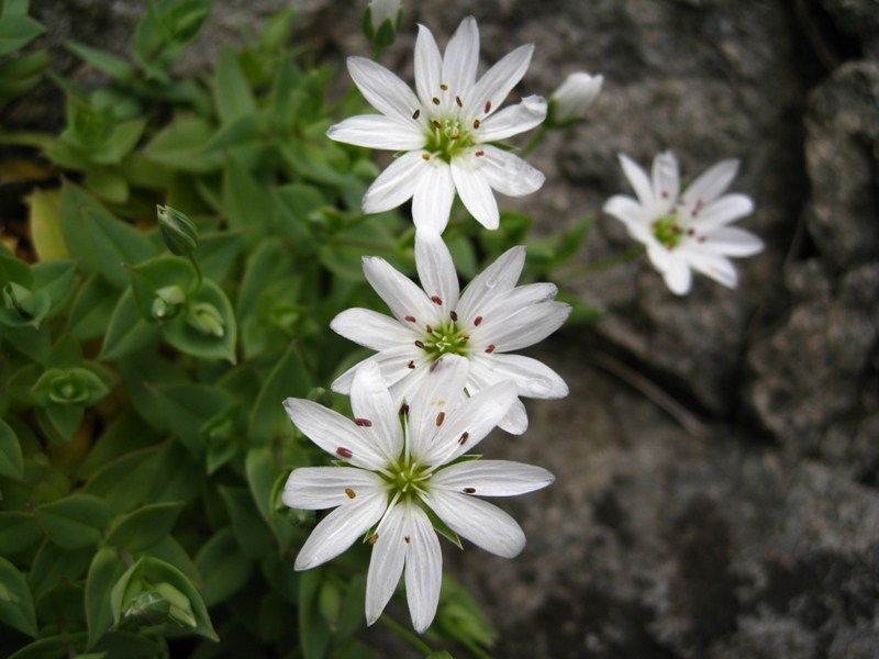 Image of Stellaria ruscifolia specimen.