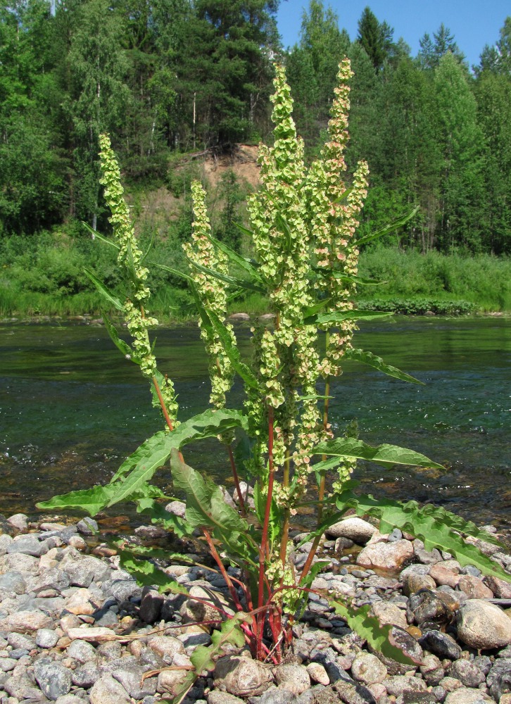 Image of Rumex crispus specimen.