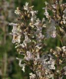 Nepeta nuda