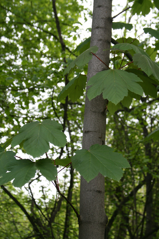 Image of Acer velutinum specimen.