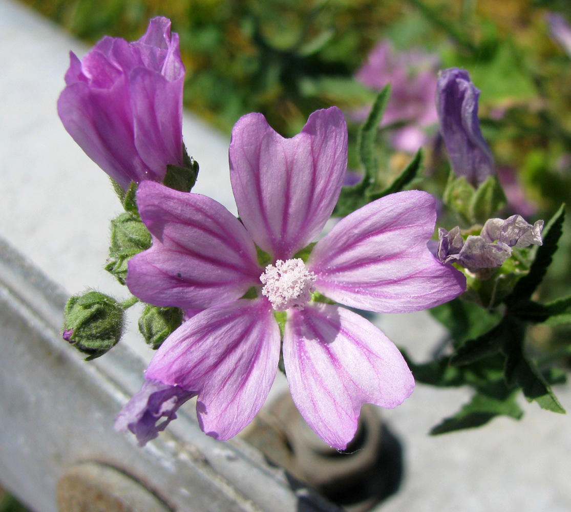 Image of Malva sylvestris specimen.