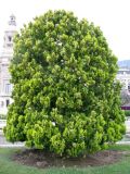 Platycladus orientalis. Дерево с овальной сформированной кроной. Монако, Монте-Карло, сад напротив Оперы Монте-Карло. 19.06.2012.