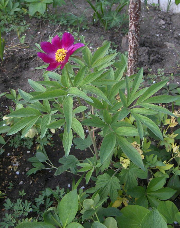 Image of Paeonia arietina specimen.