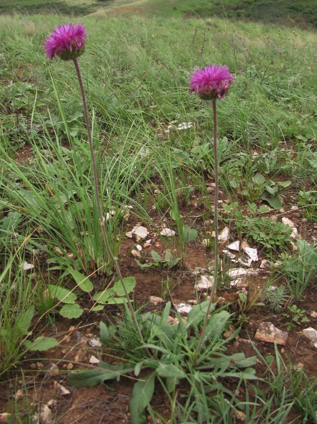 Image of Jurinea ledebourii specimen.