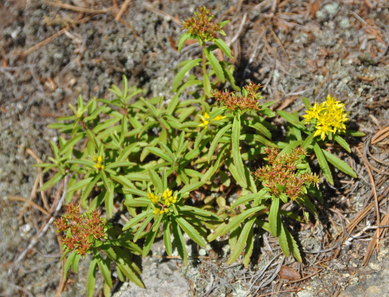 Image of Aizopsis middendorfiana specimen.