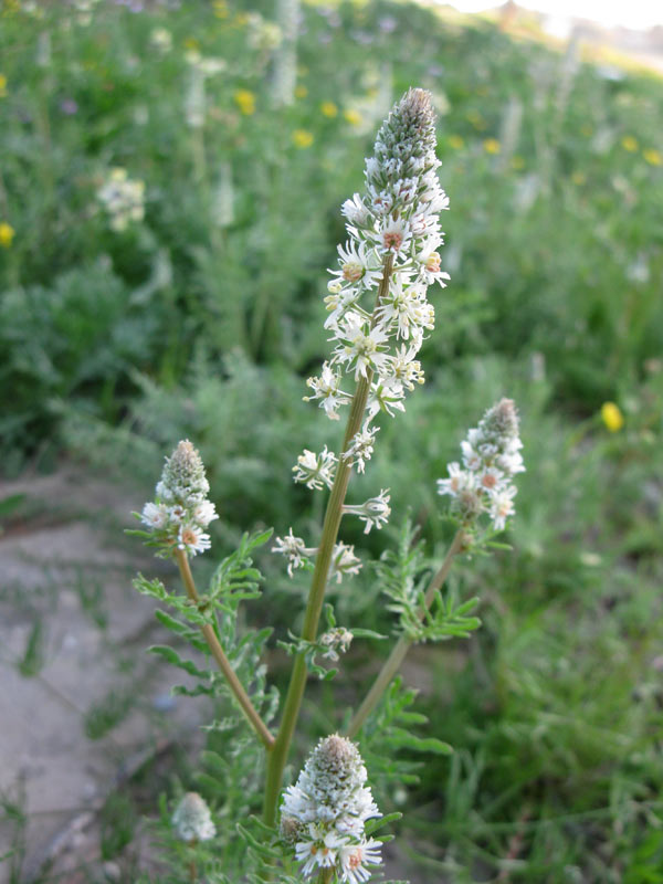 Image of Reseda alba specimen.