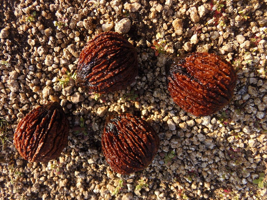 Image of Juglans nigra specimen.