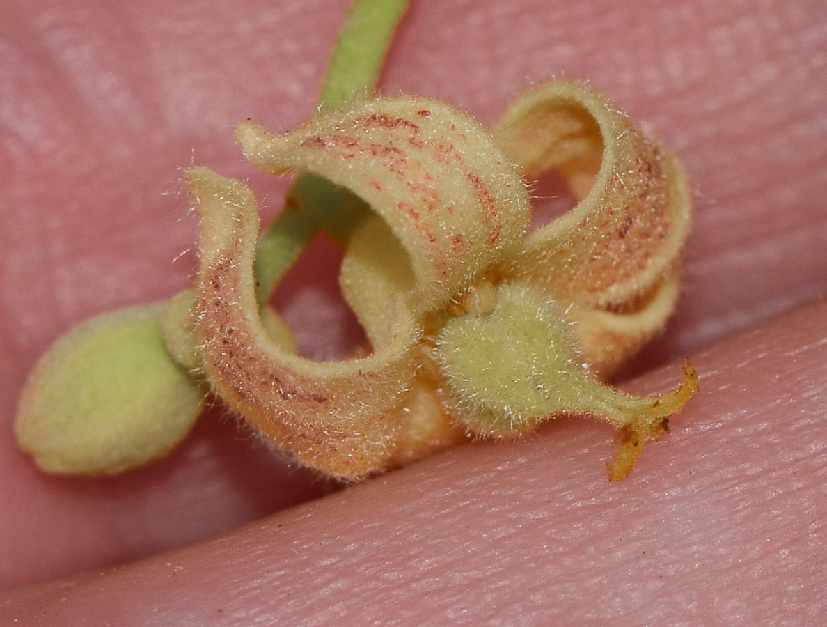 Image of Brachychiton rupestris specimen.