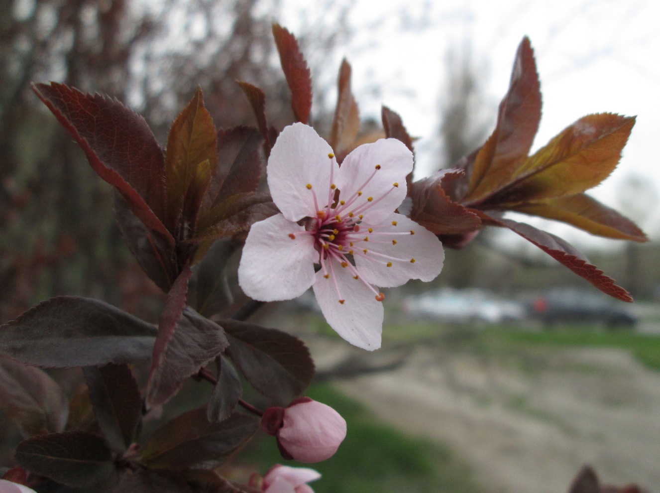 Image of Prunus cerasifera var. pissardii specimen.