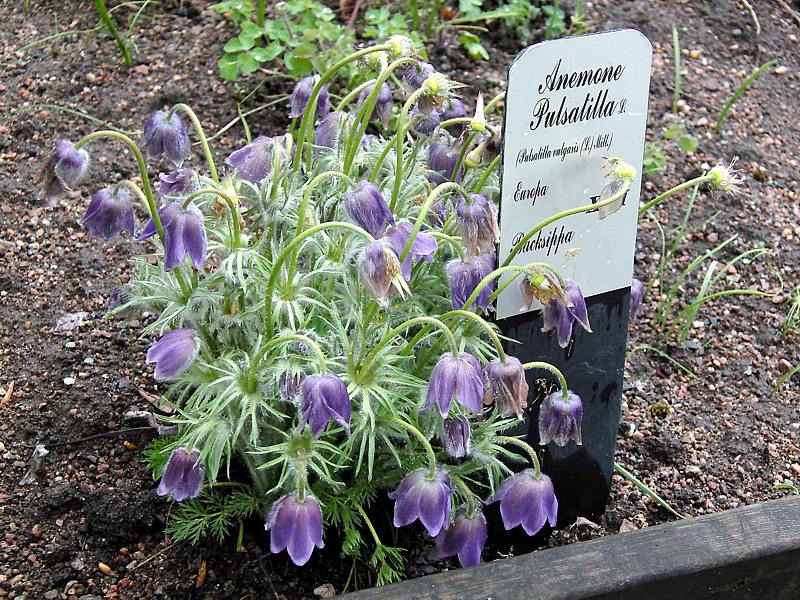 Изображение особи Pulsatilla vulgaris.