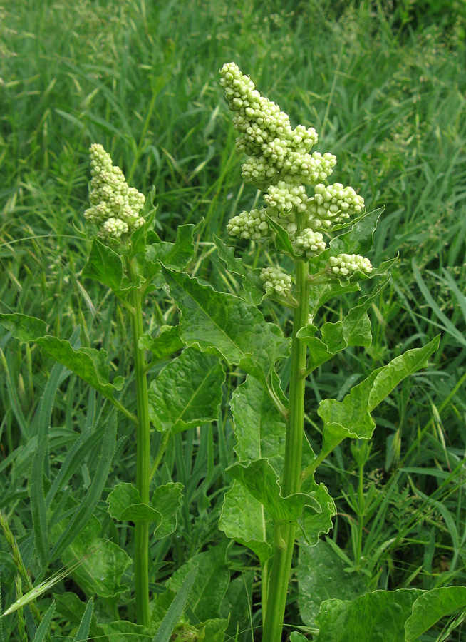 Image of Beta trigyna specimen.