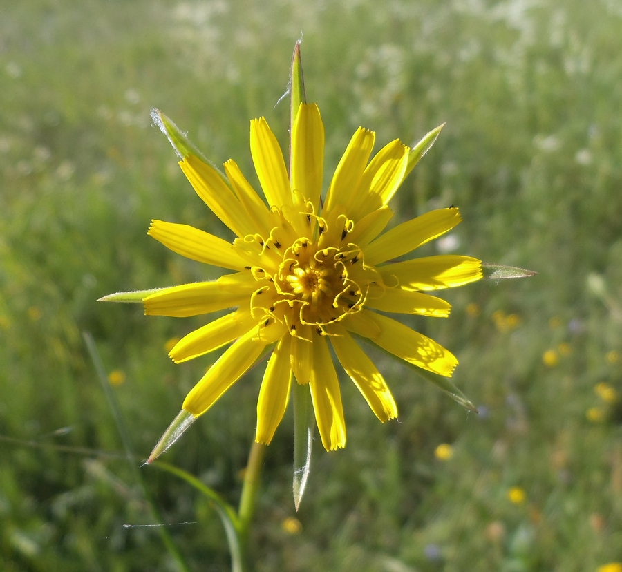 Image of Tragopogon pratensis specimen.