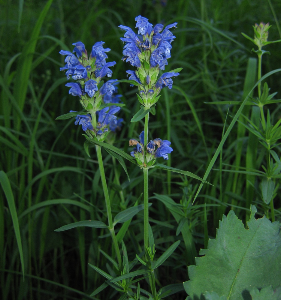 Изображение особи Dracocephalum ruyschiana.