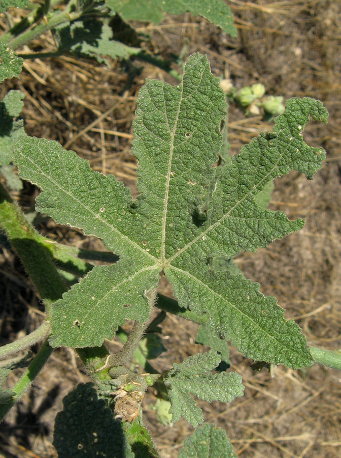 Image of Alcea rugosa specimen.