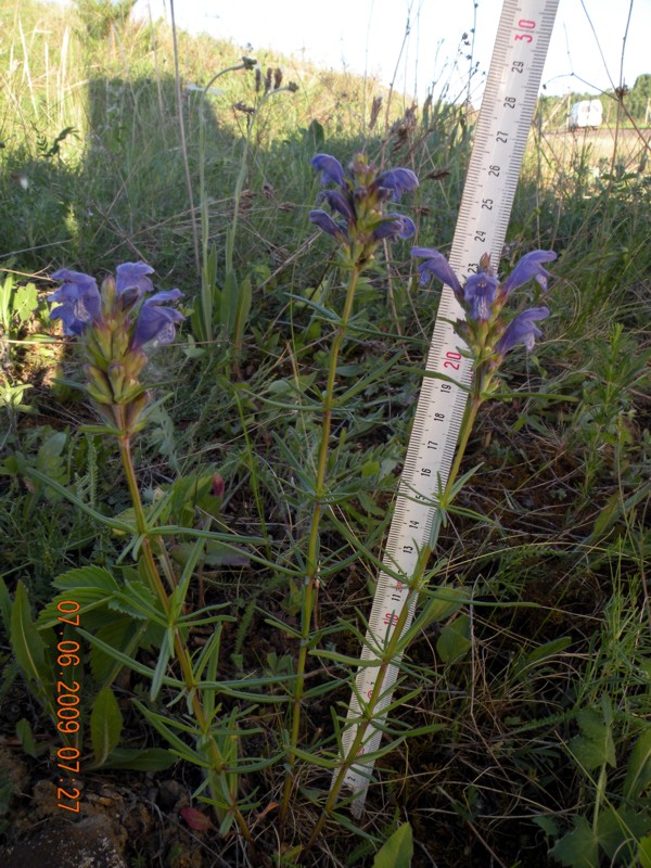 Image of Dracocephalum ruyschiana specimen.