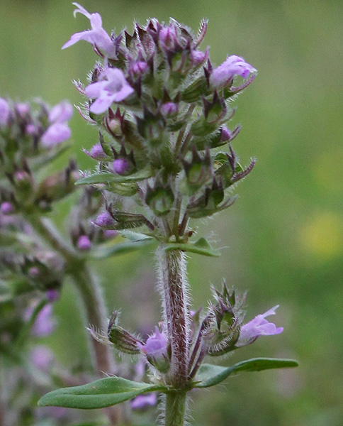 Image of Thymus pastoralis specimen.