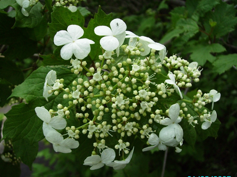 Image of Viburnum opulus specimen.