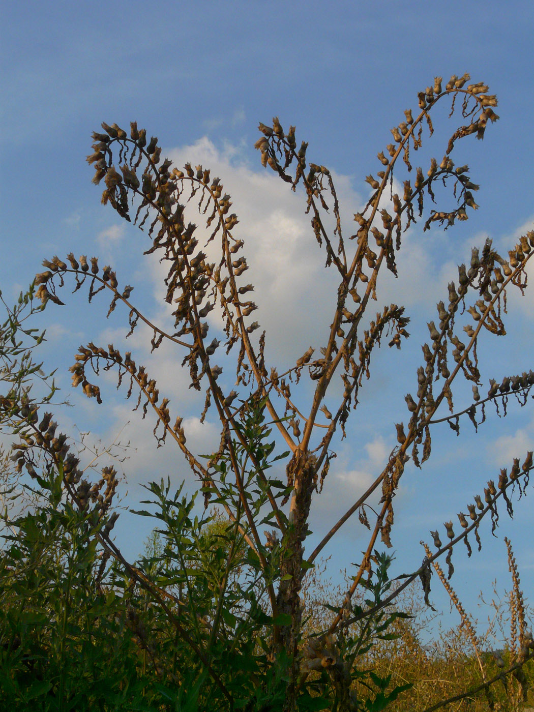 Изображение особи Hyoscyamus niger.