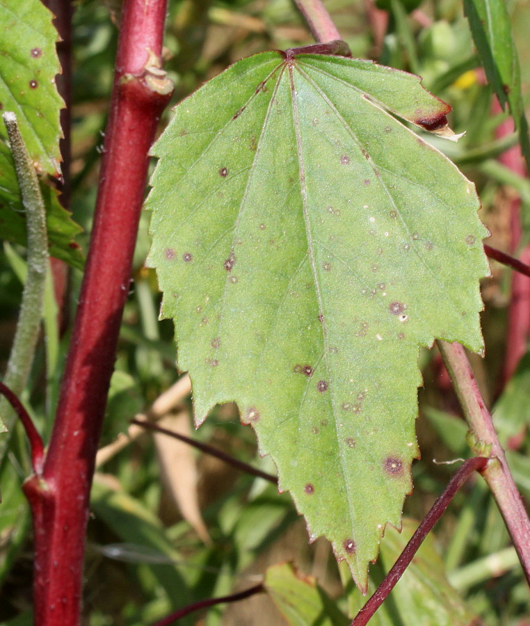 Image of Hibiscus sabdariffa specimen.