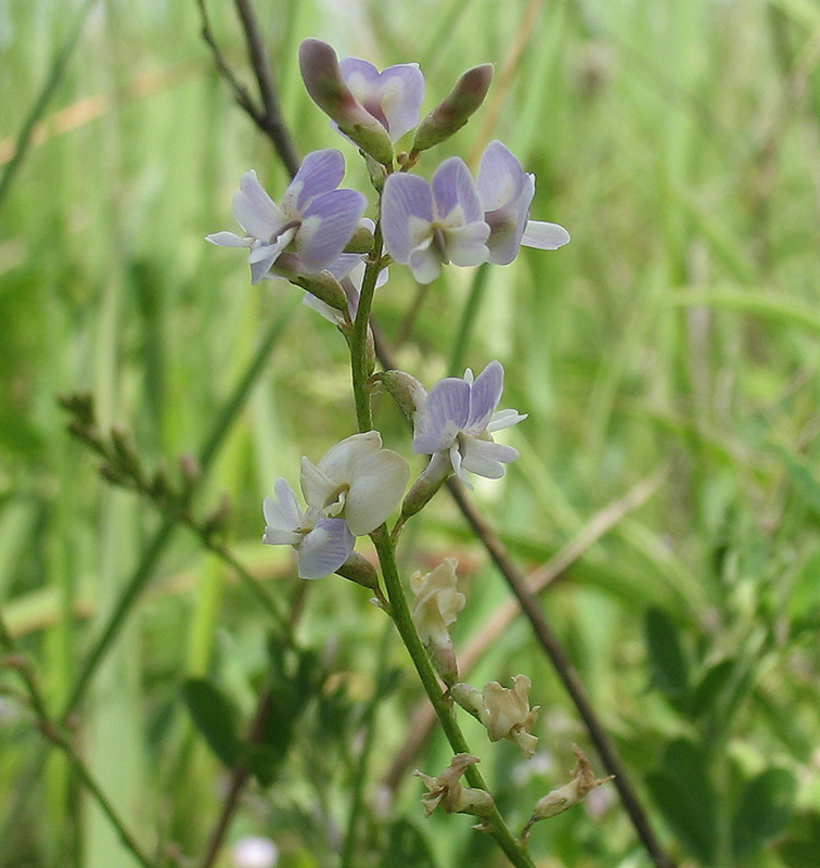 Image of Astragalus austriacus specimen.