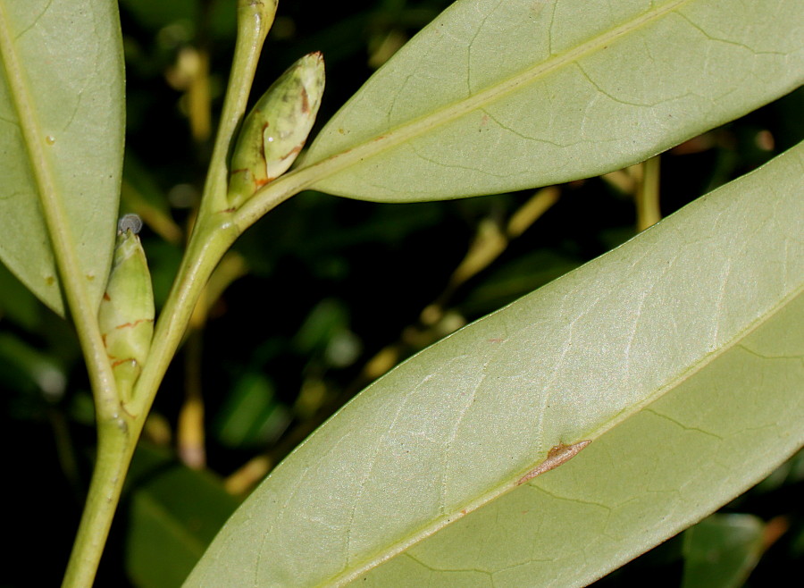 Изображение особи Lauro-cerasus officinalis.