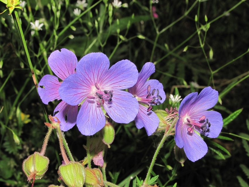 Image of Geranium pratense specimen.