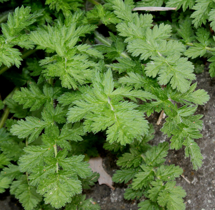 Image of genus Erodium specimen.