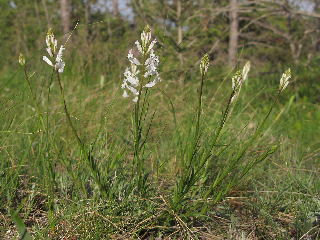 Image of Polygala major specimen.