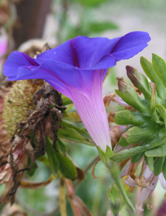 Image of Ipomoea purpurea specimen.