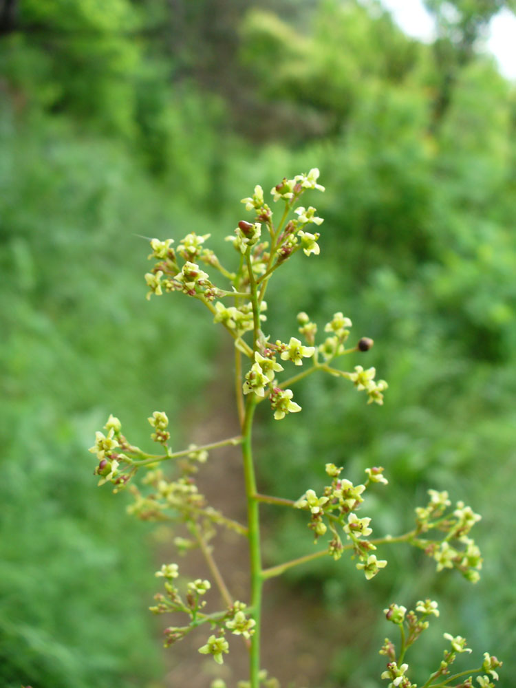 Image of Cotinus coggygria specimen.