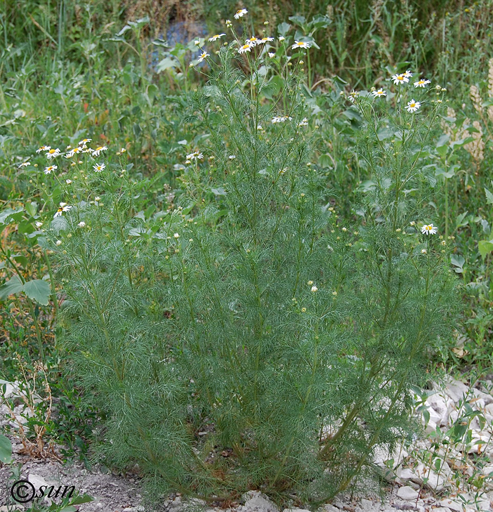 Image of Tripleurospermum inodorum specimen.