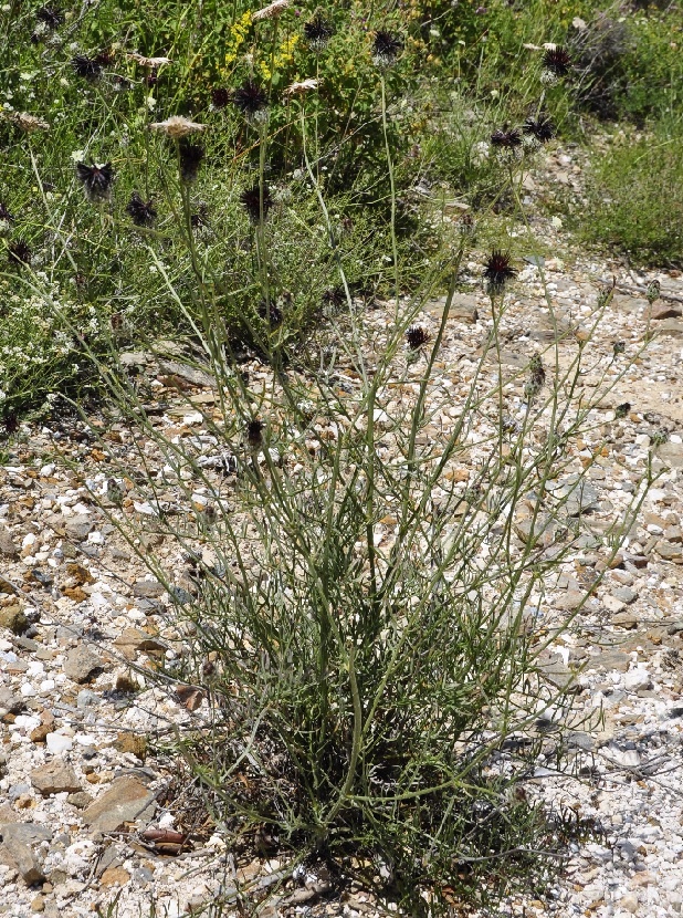 Image of Centaurea immanuelis-loewii specimen.