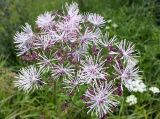 Thalictrum aquilegiifolium. Соцветие. Московская обл., Талдомский р-н. 23.06.2014.