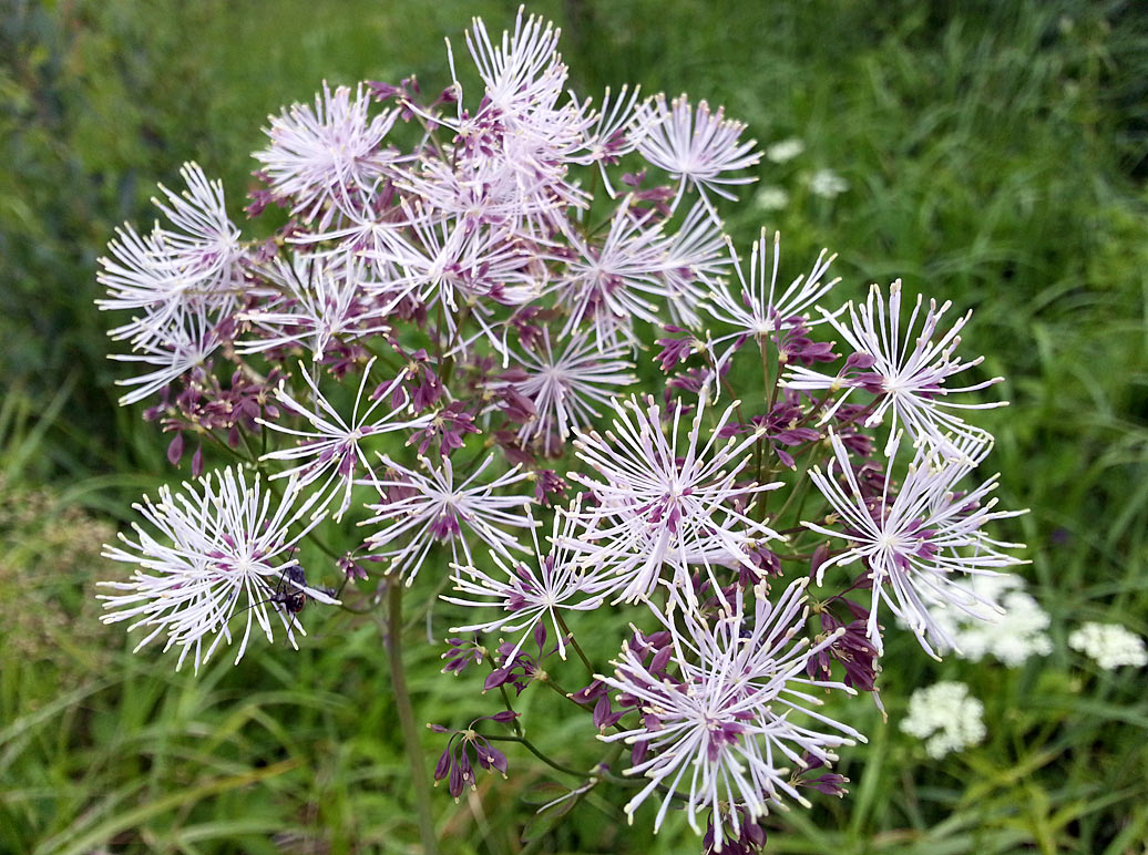 Изображение особи Thalictrum aquilegiifolium.