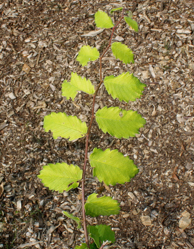 Image of Zelkova carpinifolia specimen.