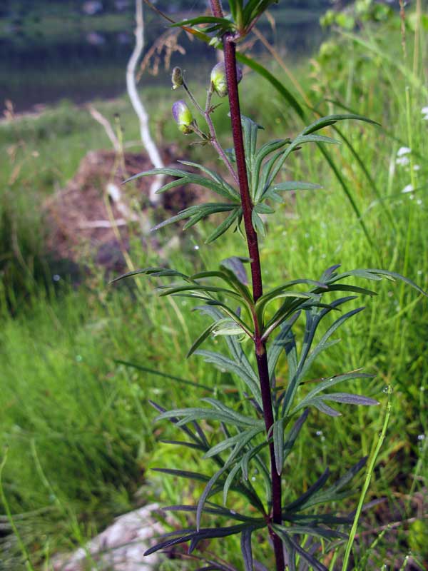 Image of Aconitum ambiguum specimen.