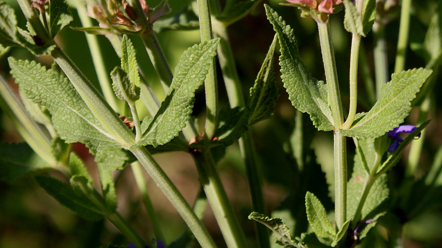 Image of genus Salvia specimen.