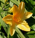 Hemerocallis middendorffii. Цветок. Германия, г. Дюссельдорф, Ботанический сад университета. 03.07.2014.