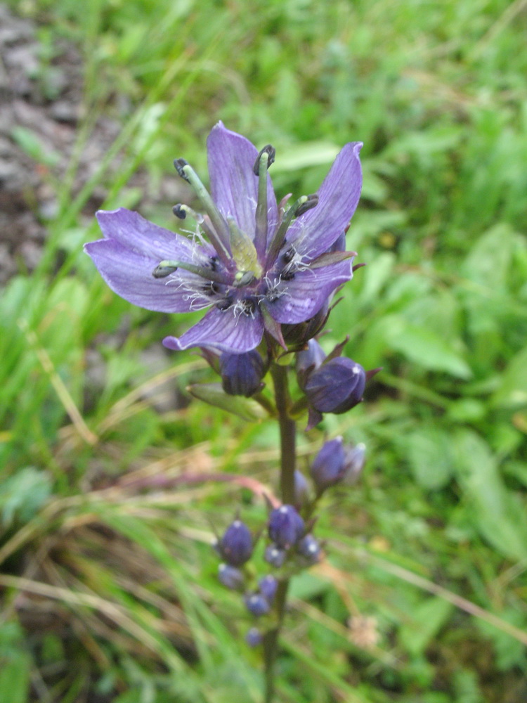 Image of Swertia obtusa specimen.