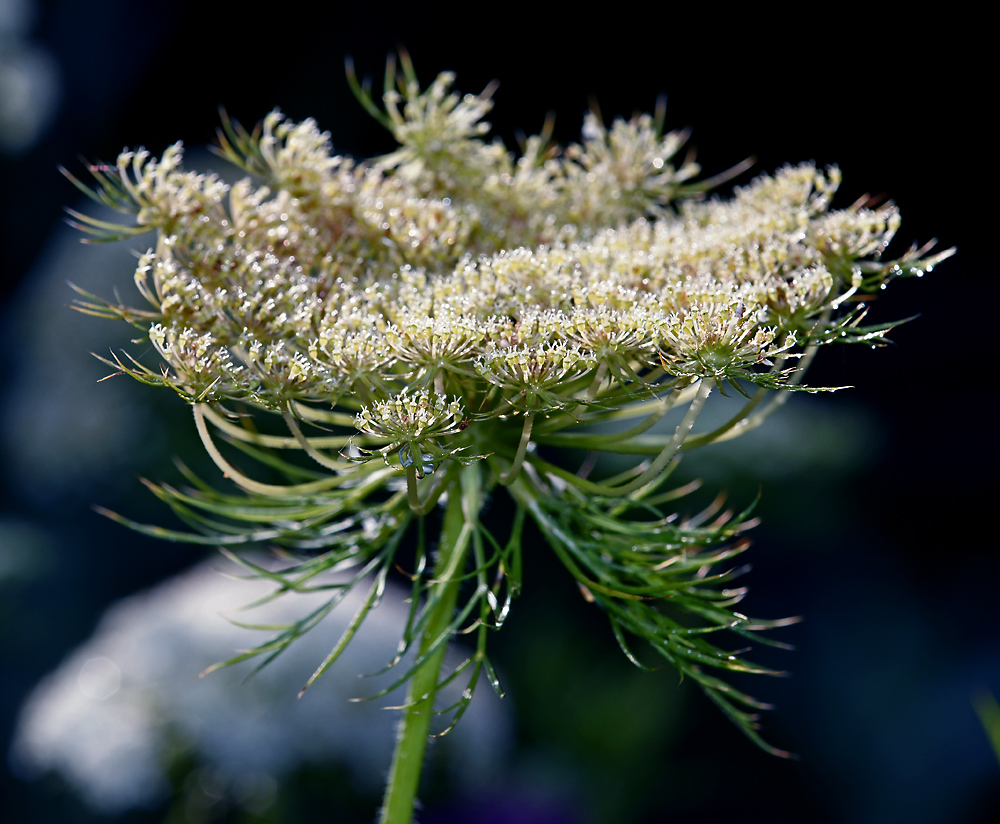 Image of Daucus sativus specimen.